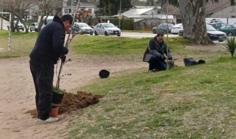 COMENZ� UNA INTENSA REFORESTACI�N EN DISTINTOS SECTORES DE LA CIUDAD